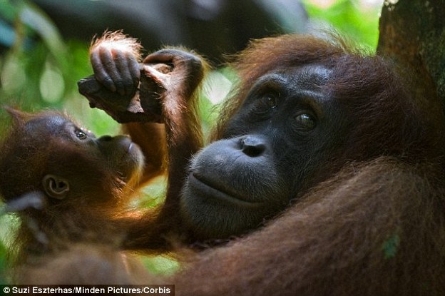 University of Portsmouth research has shown that orangutans (stock image) can be so full of empathy that they take on the moods of others. When one orangutan laughs, others often join in
