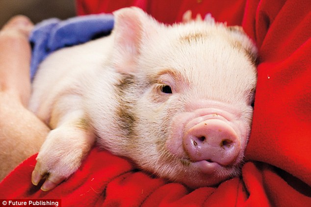 Scientists have found that pigs are smarter than dogs, and can solve problems just as well chimpanzees. The study